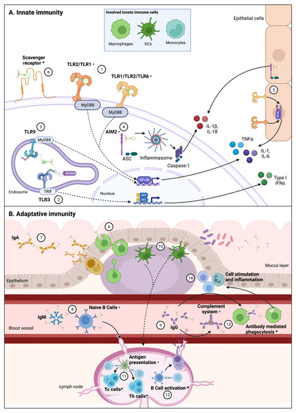 Interactions between phages and immune system components are varied and complex.