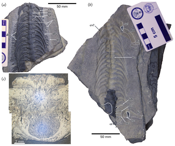 Holotype specimen of Pomolispondylus biani gen. et sp. nov. (WGSC V1701).