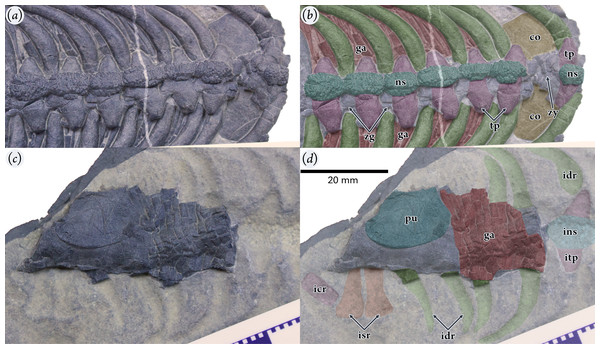 Holotype specimen of Pomolispondylus biani gen. et sp. nov. (WGSC V1701). 