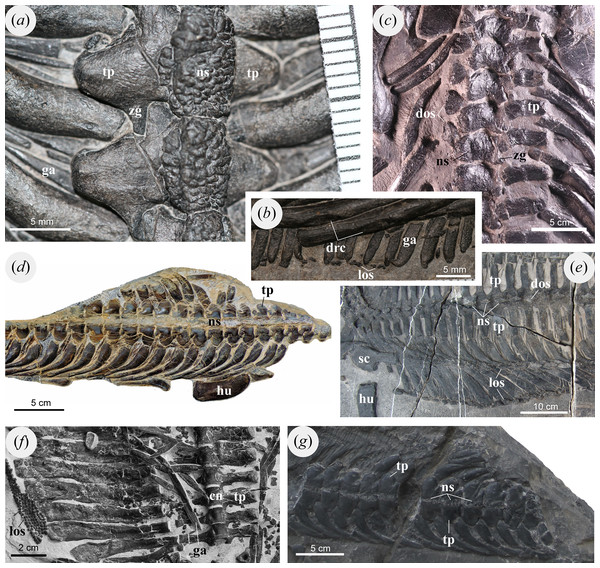 Dorsal vertebrae and osteoderms of selected marine reptiles.