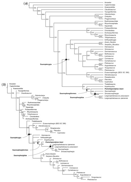 Phylogenetic affinities of Pomolispondylus biani gen. et sp. nov. relative to other marine reptiles modified from the matrix of Li et al. (2014).