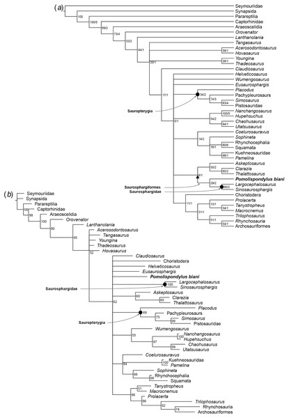 Phylogenetic affinities of Pomolispondylus biani gen. et sp. nov. relative to other marine reptiles modified from the matrix of  Scheyer et al. (2017) with marine-related characters coded as uncertainty.