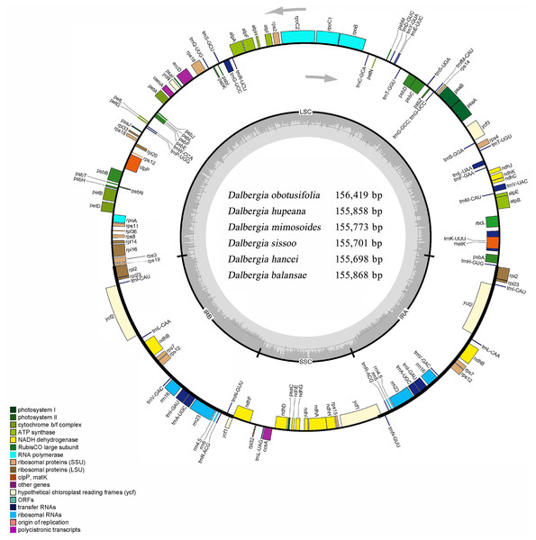 Circular map of the cp genome for Dalbergia chloroplast genome.