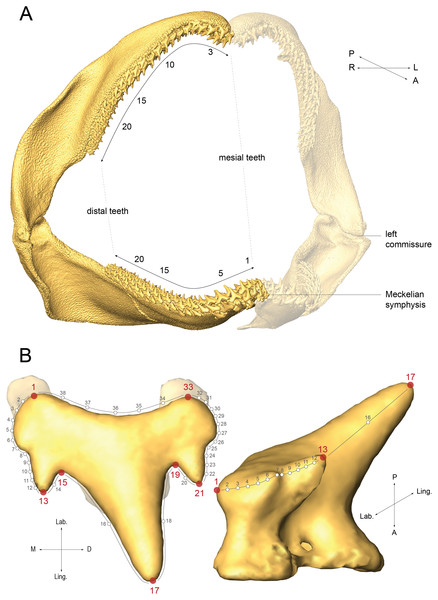 Labelling and landmarking Scyliorhinus canicula teeth.