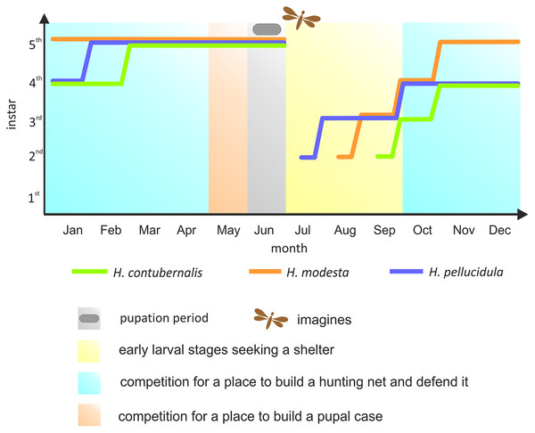 Development of the larvae of the studied species in the annual life cycle.