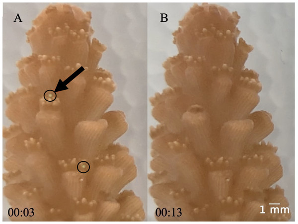 (A–B) Images of coral capturing a microplastic.