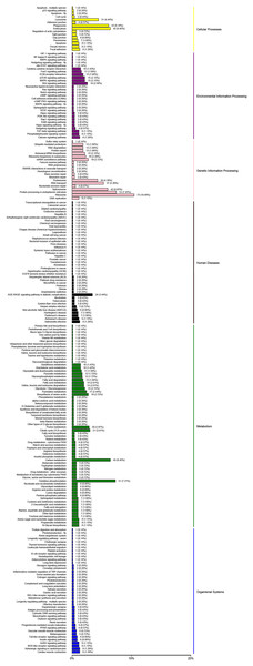 KEGG pathways were grouped into six main clusters: cellular processes, environmental information processing, genetic information processing, human diseases, metabolism and organismal systems.