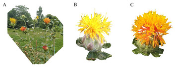 Integrated Metabolomics And Transcriptome Analysis On Flavonoid ...