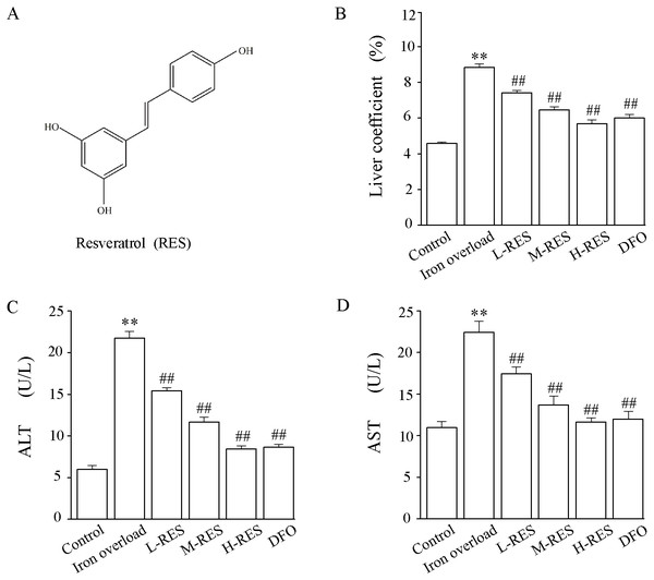 (A) The chemical structure of resveratrol (RES). (B) Effect of RES on liver coefficients in iron-overloaded mice. Data are expressed as the mean ± SEM (n = 10). (C) Effects of RES on activities of ALT and AST in iron-overloaded mice.