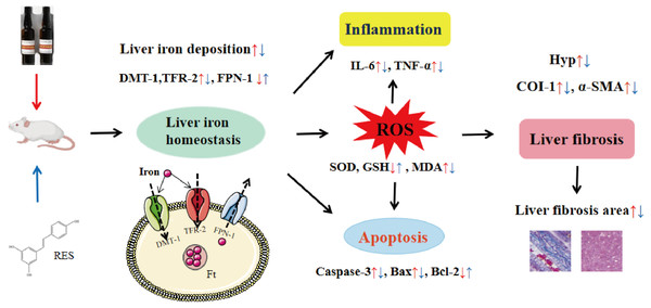 Diagrammatic sketch for the protective effects of RES against iron overload-induced liver fibrosis.