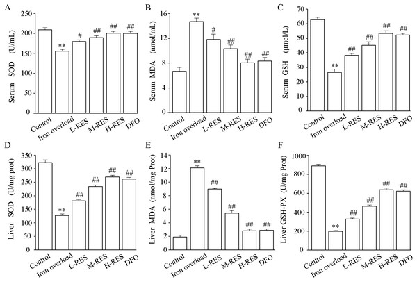 Effects of RES on SOD (A), MDA (B) GSH (C) and in the serum of iron-overloaded mice. Effects of RES on liver SOD (D), MDA (E) GSH-PX (F) in iron-overloaded mice.