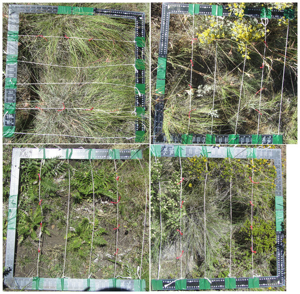 Four examples of the quadrat placed over plants during sampling.