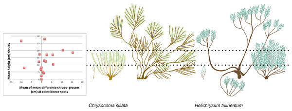 The relationship between mean shrub height and the height of grasses growing at the same spots, compared to field sketches of shrub architecture of two of the most common shrubs.