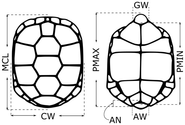 Morphological measurements from young gopher tortoises (Gopherus polyphemus) collected from wild nests in Georgia in 2018–20.