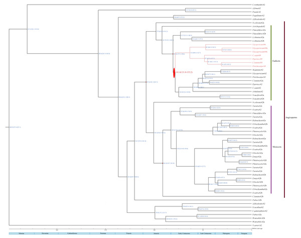A dated phylogenetic reconstruction for the subfamilies HSFA2 and HSFA9.