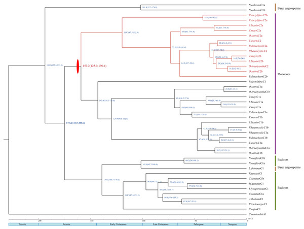 A dated phylogenetic reconstruction were done for the subfamilies HSFC1 and HSFc2. Red ovals indicate gene duplication events.