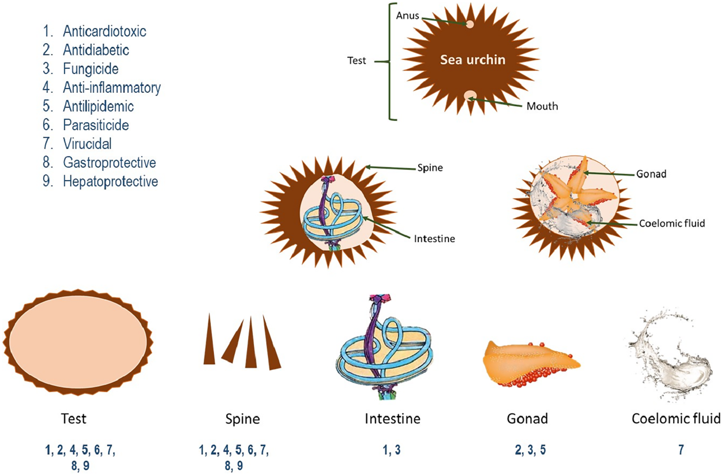 Sea urchins: an update on their pharmacological properties [PeerJ]