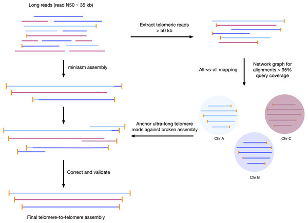 Workflow for telomere-to-telomere genome assembly.