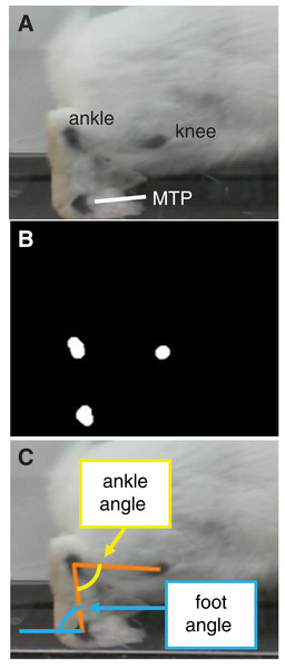 Motion capture analysis from sagittal plane videos for calculating hindlimb kinematics.