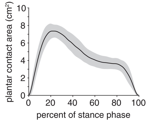 Plantar contact area of the rabbit hindlimb during stance phase.