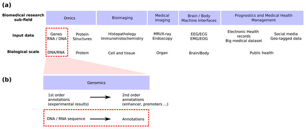 Positioning of this review within the field of deep learning for biological/biomedical application.