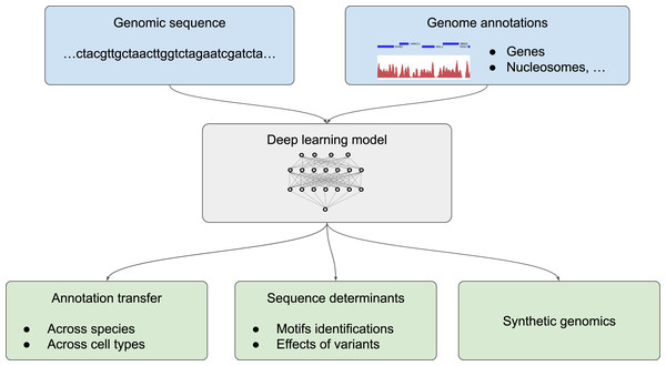 Different possible uses of deep learning in genomics.