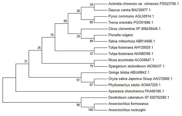 Phylogenetic tree among the putative proteins of A. roxburghii, A. formosanus and deposited functional PAL proteins of other plants.
