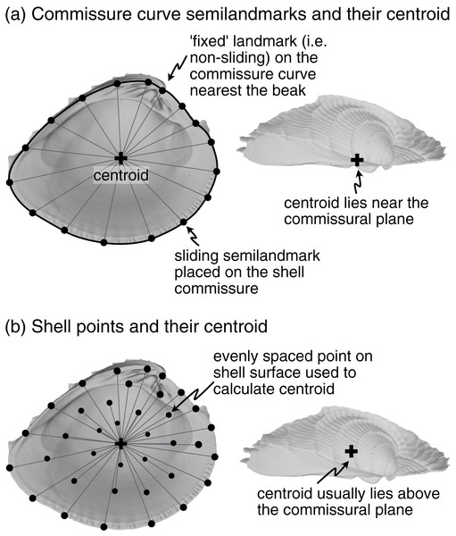 Characterization of shell commissure and centroid.