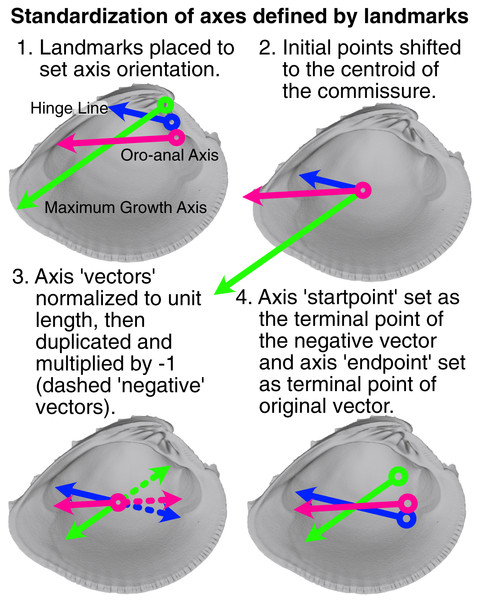 Visualization of procedure used to standardize the orientation axes defined by landmarks.