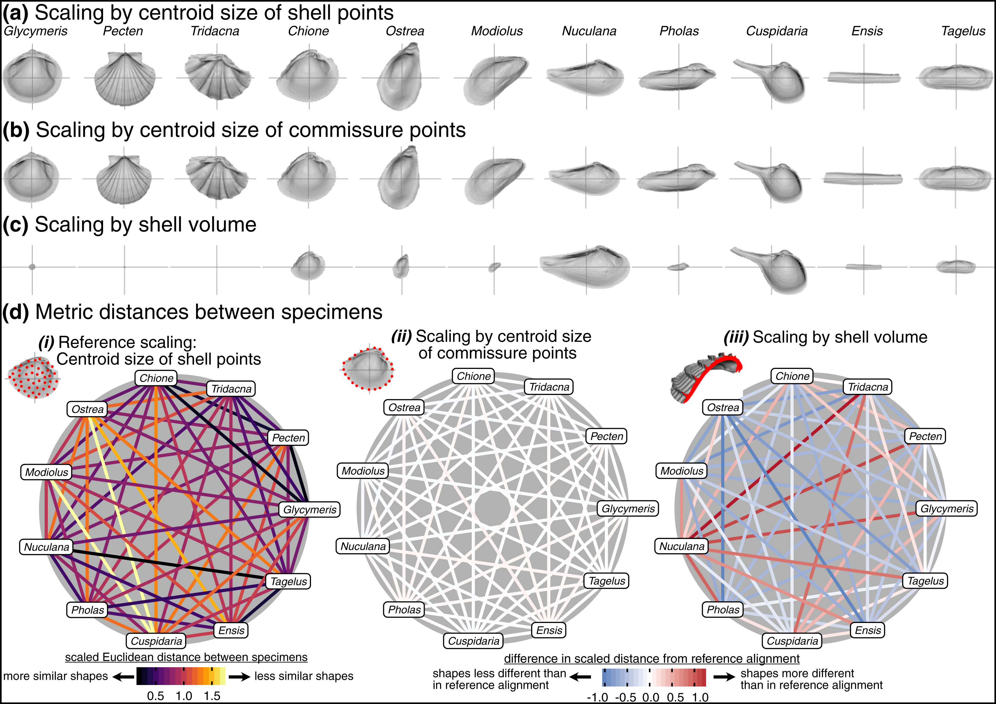 Specimen Alignment With Limited Point Based Homology 3d Morphometrics Of Disparate Bivalve Shells Mollusca Bivalvia Peerj
