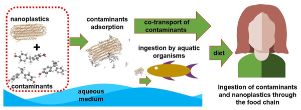 A possible transport scheme of pollutants adsorbed on NPs through the food chain.