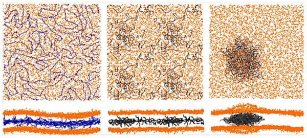 Typical distributions of the polymers inside pure POPC membranes (lipid:polymer mass ratio of 6.6%).