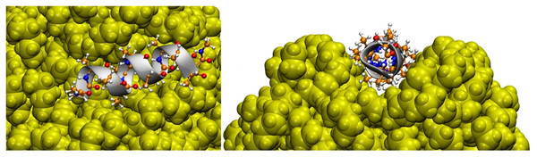 Three-dimensional structure of the helical peptide (composed of 12 alanine units) on thesurface of a PE nanoparticle (yellow) from two views.