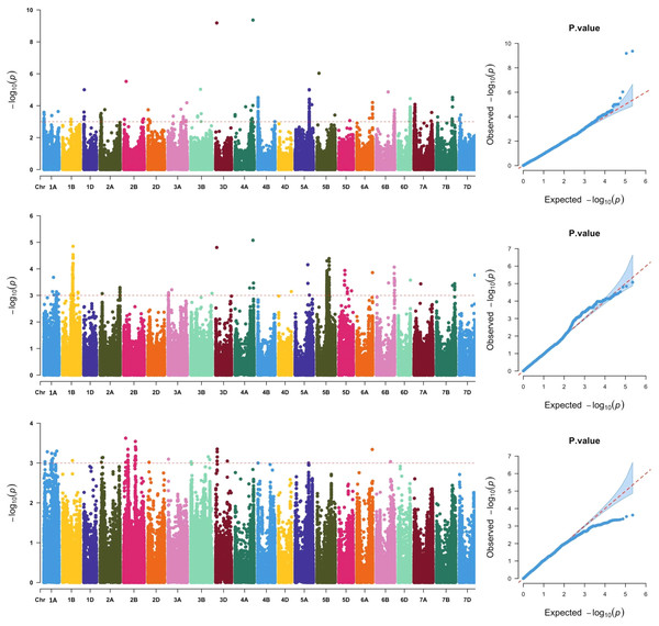 Manhattan and QQ plots of GWAS for wheat grains Fe concentration in the wheat association mapping population based on the mixed linear model (MLM).