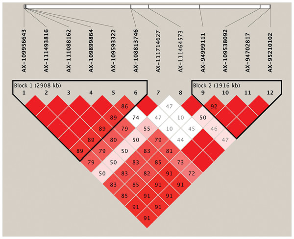 Haplotype analysis for the significant SNPs associated with wheat grains Fe concentration on chromosome 6B.