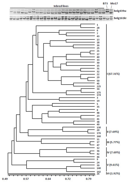 Cluster dendrogram depicting genetic divergence among 52 inbreds based on 40 core molecular markers.