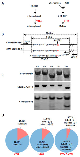 Screening of favorable alleles for vitamin E and/or folic acid in the 52 inbred lines.