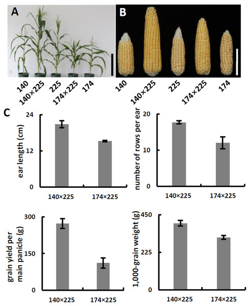Phenotypes and agronomic traits of parental inbreds and hybrids.