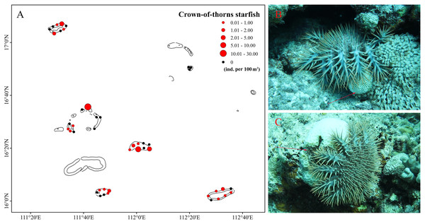 Crown-of-thorns starfish (CoTS) of Xisha Islands.
