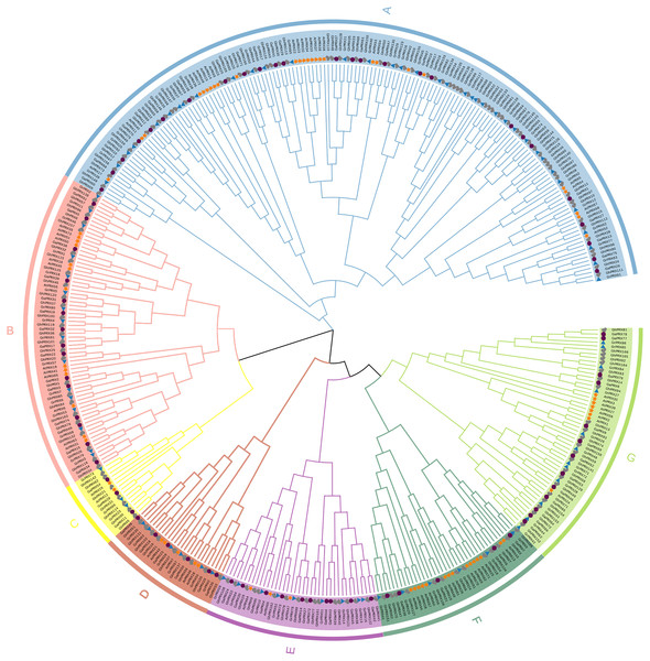 Phylogenetic analysis of PRX proteins from G.hirsutum, G. arboretum, G. raimondii and Arabidopsis.