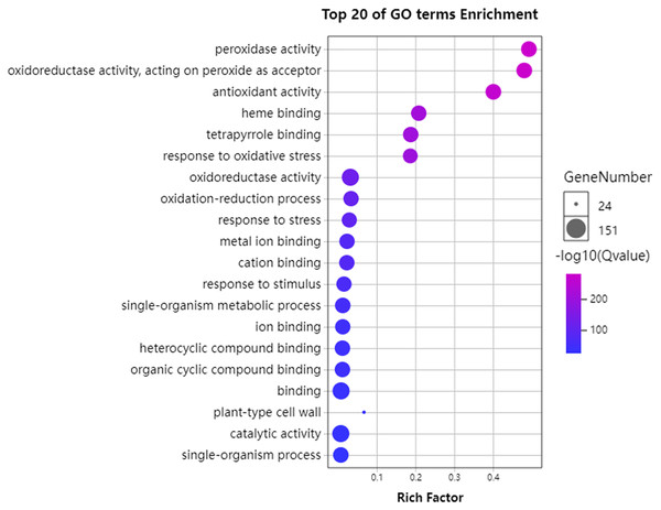 Bubble plot showing GO enrichment analysis of GhPRXs.