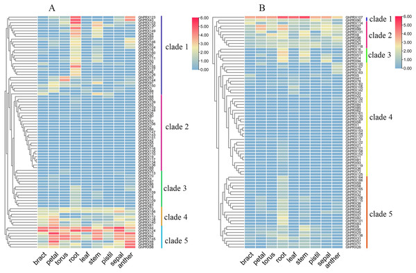 Expression patterns of GhPRX genes in different tissues of G. hirsutum.