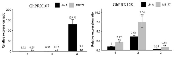 qRT-PCR results of GhPRX107 and GhPRX128 during flower bud development of sterility line (Jin A) and maintainer line (MB177).