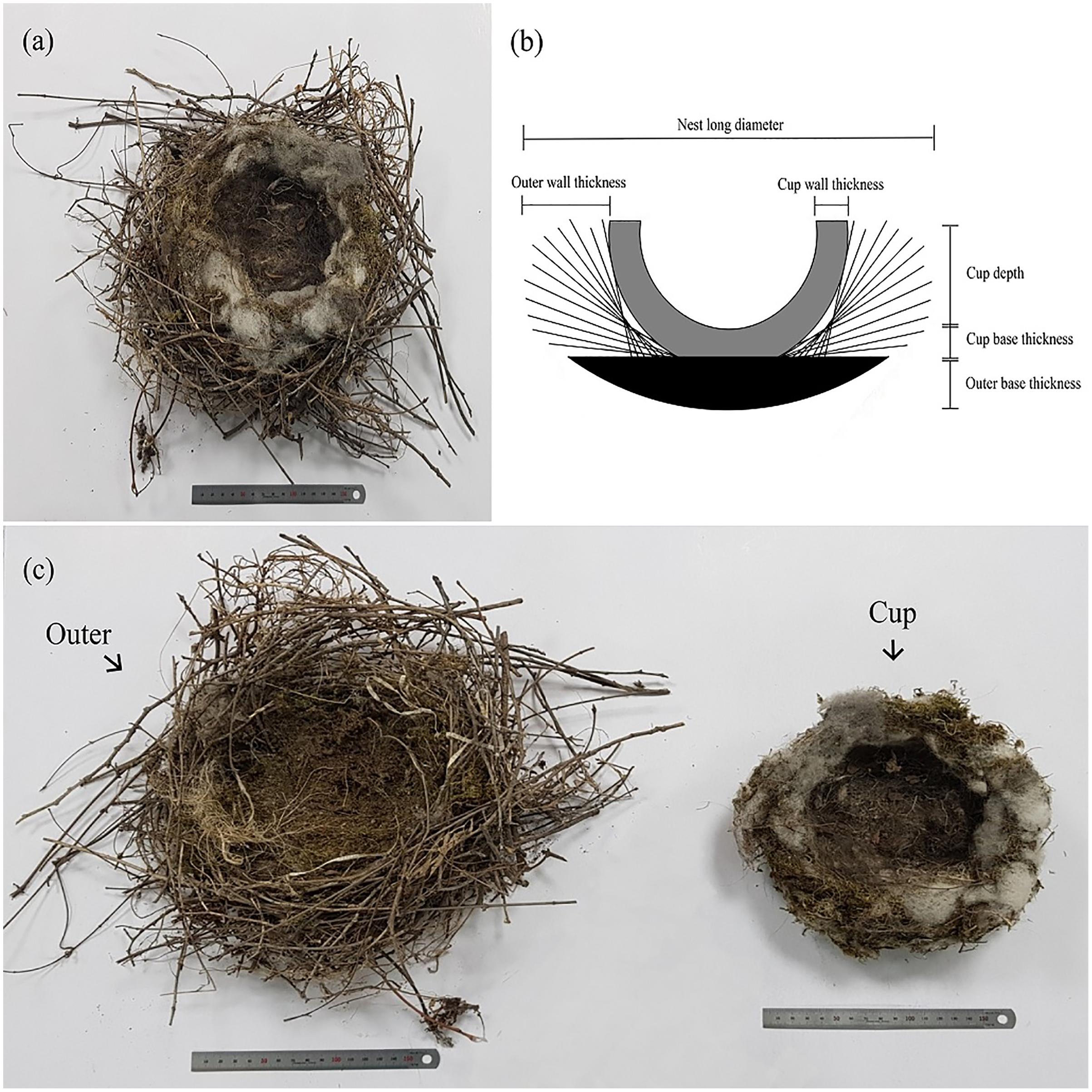 Nest characteristics and composition of the colonial nesting Azure