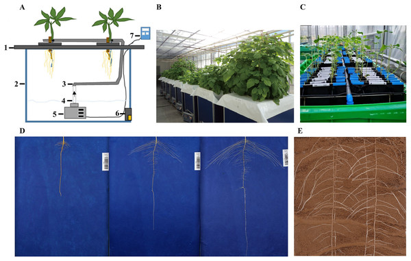 Schematic representation of different 2D root phenotyping methods.