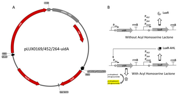 Variants and regulation of the pBBR1MCS-2-based LuxR-Plux expression system with a UidA reporter gene.
