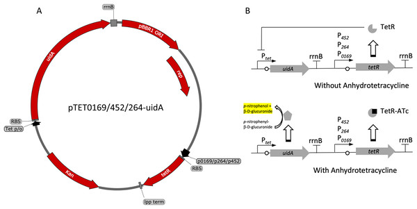 Variants and regulation of the pBBR1MCS-2-based TetR-Ptet expression system with a UidA reporter gene.