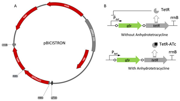 Map and regulation of the bicistronic TetR-based autoregulation system.