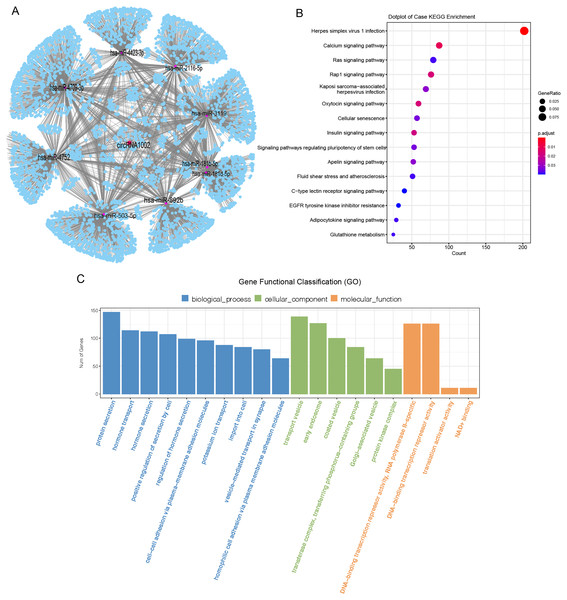 Bioinformatic analysis of circRNA1002 with sequencing data.