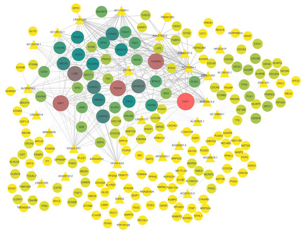 Co-expression network of lncRNAs and mRNAs.